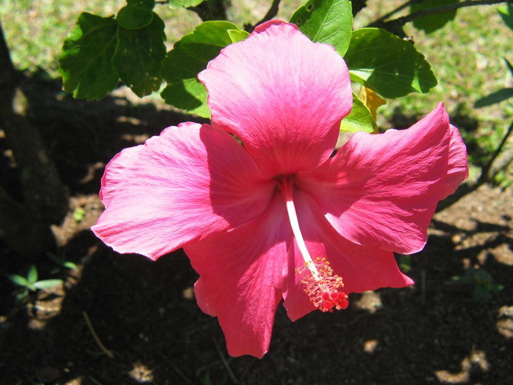 Sunhaven Beach Bungalows (Adults Only) Rarotonga Exterior photo